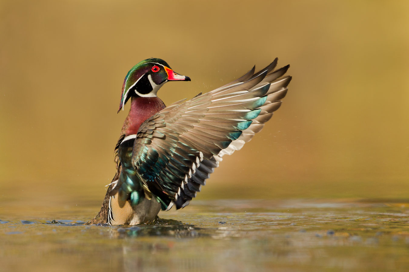 Wood Duck male standing up in water flapping wings