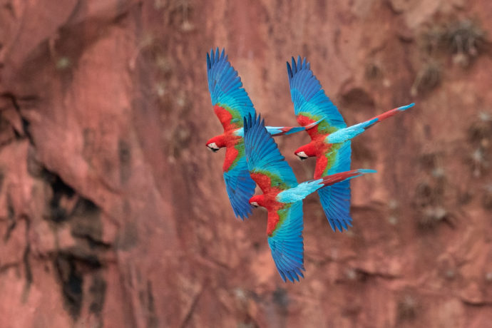 Red-and-green Macaws in flight