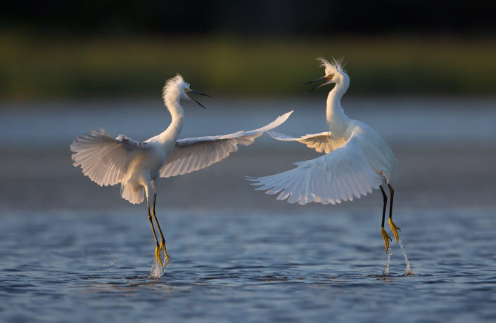 Snowy Egrets by Melissa Groo