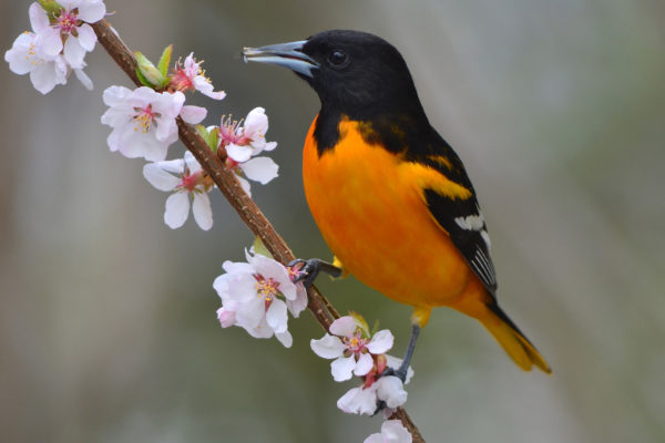 Baltimore Oriole on a branch with flowers