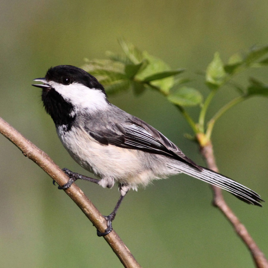 small black and white bird perched on branch calling