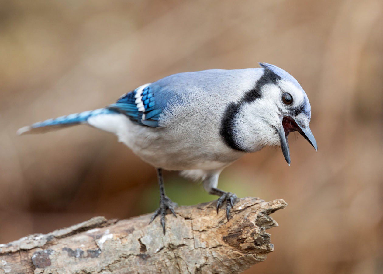 bright blue bird standing on a branch with mouth open wide