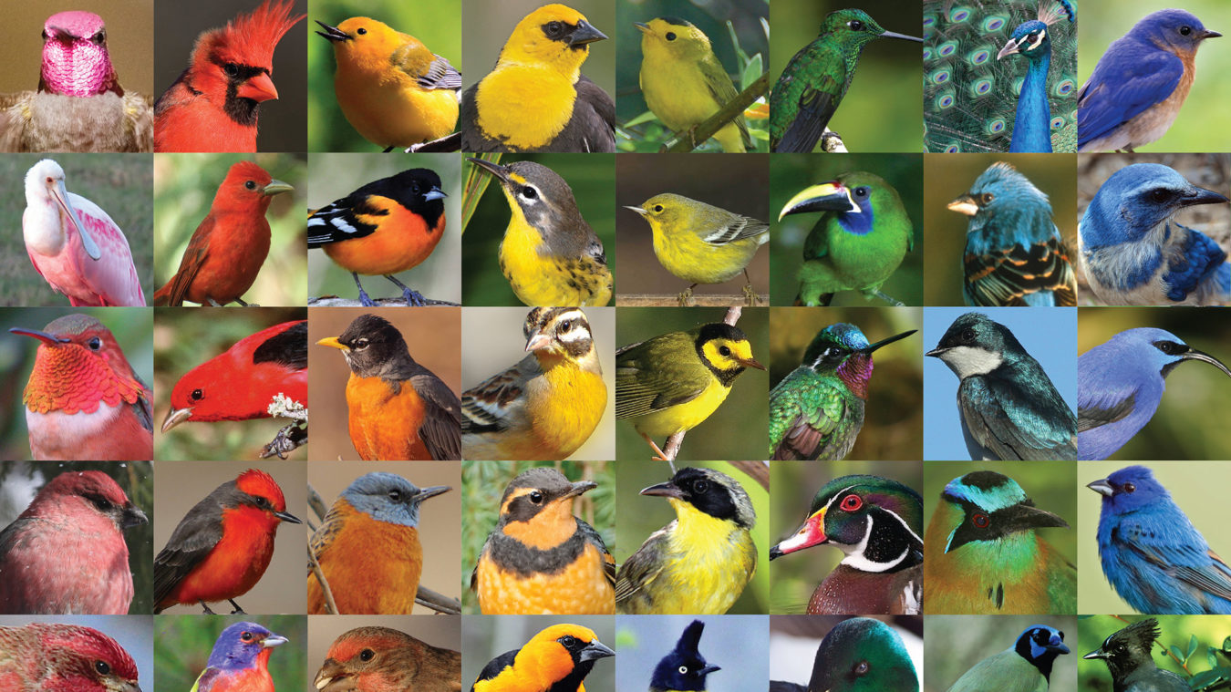 birds of all colors