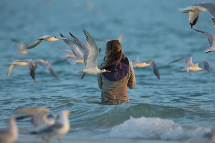 Melissa Groo photographing birds in the ocean