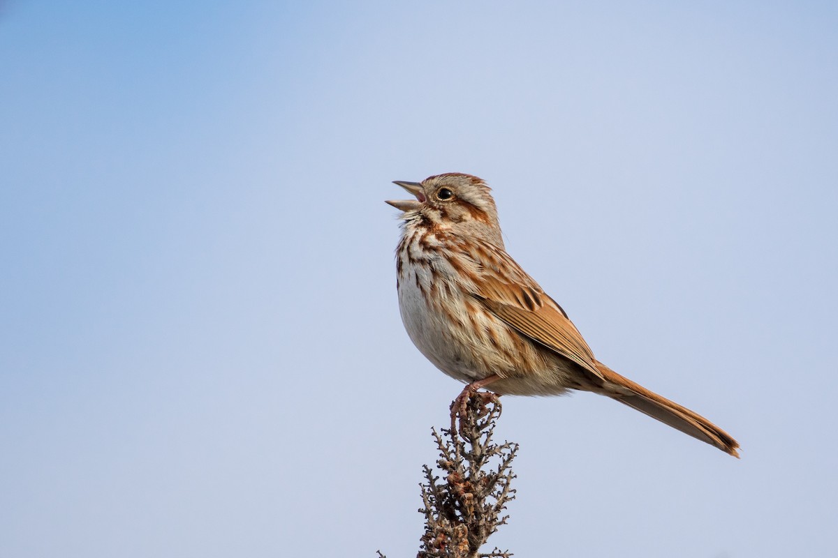 Song Sparrow singing