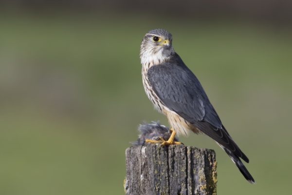 cornell lab of ornithology merlin project