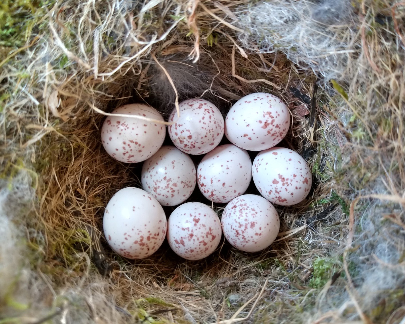Chickadee eggs in nest
