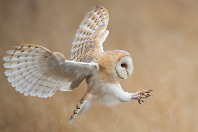 Barn Owl flying