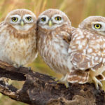 three Little-Owls