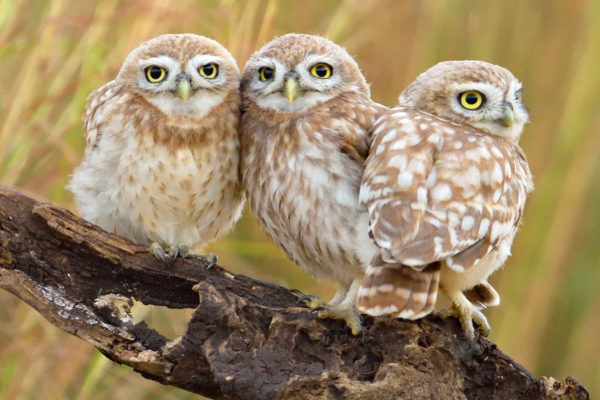 three Little-Owls