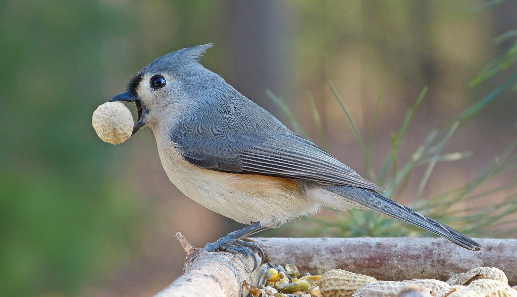 Tufted Titmouse