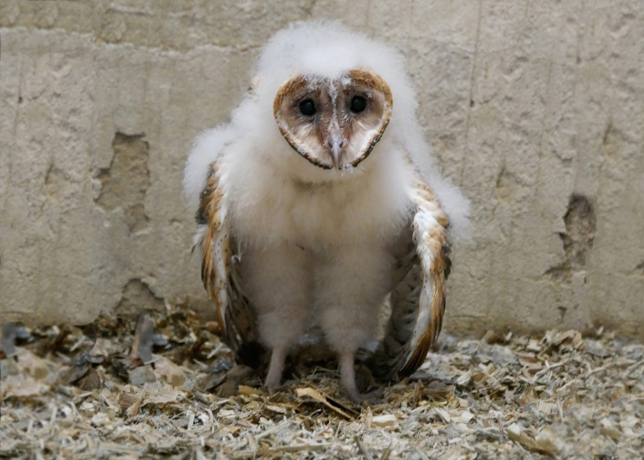 Owl with fluffy white down and flat face standing on the ground