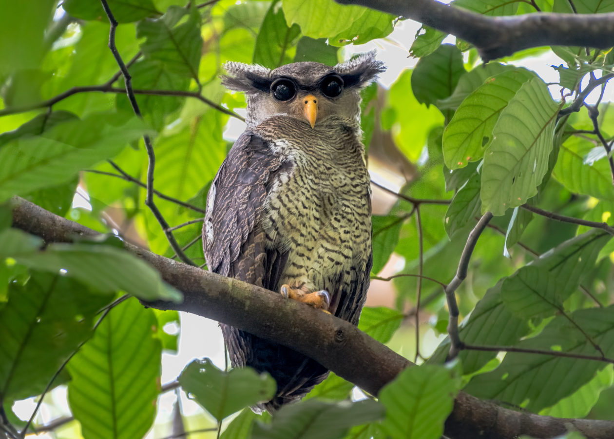 Adult Owl with a barred chest and ear tufts