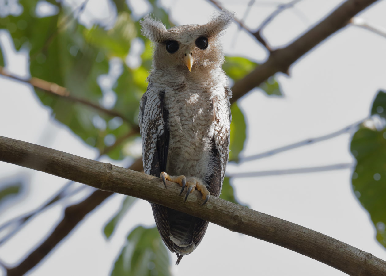 A juvenile owl with barred, tan chest and face and buffy ear tufts.
