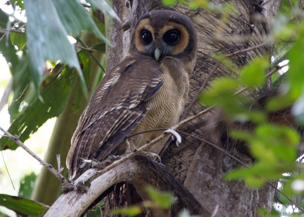 Adult owl with brown back, barred buffy belly, and brown face with tan eye rings.