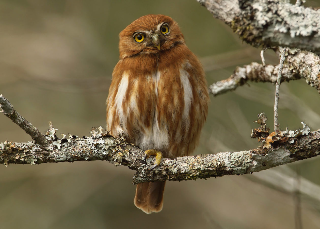 A round, orange-brown owl with a white, orange-brown streaked belly perched on a branch.