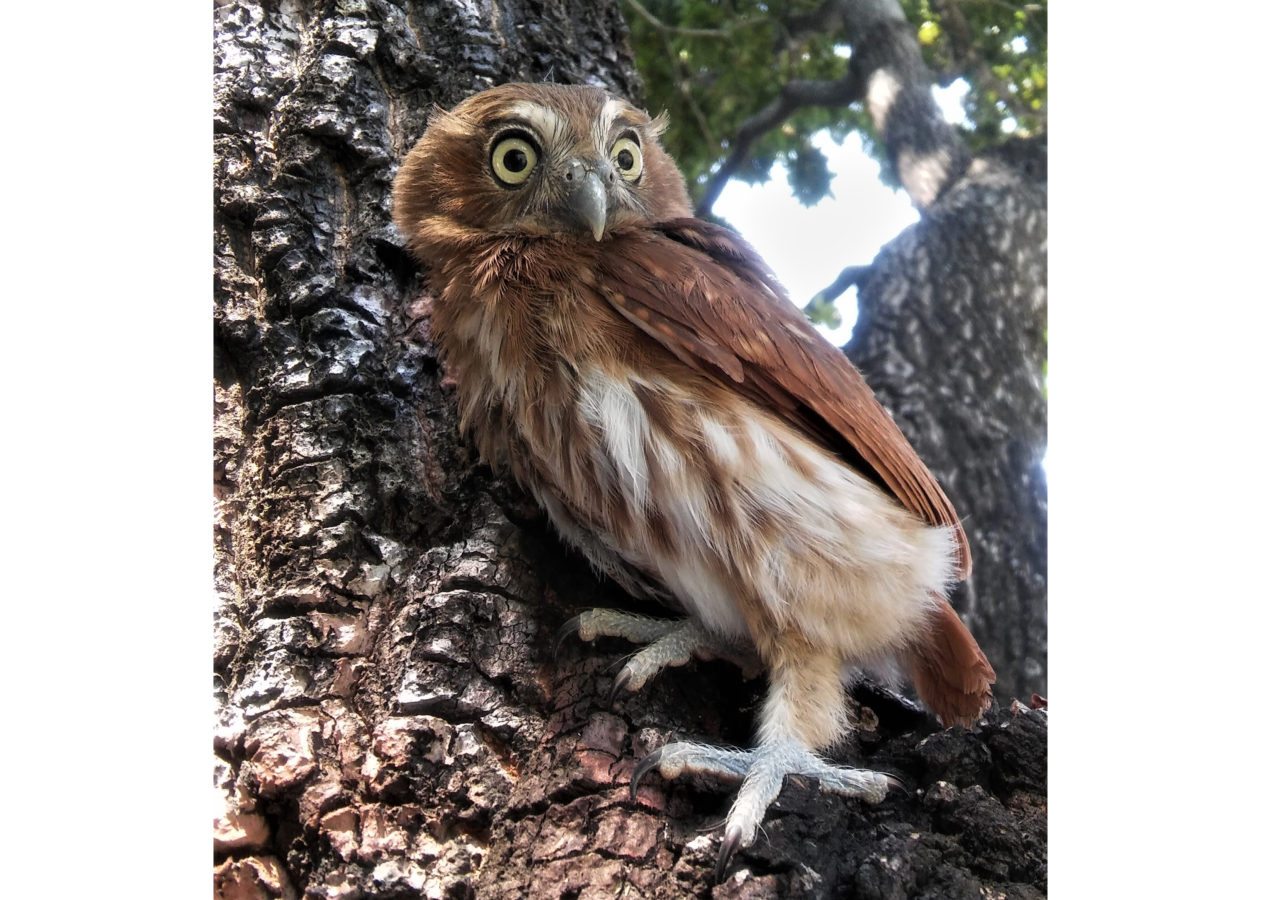 Small, Rusty-colored owl with yellow eyes and a rust-streaked white belly