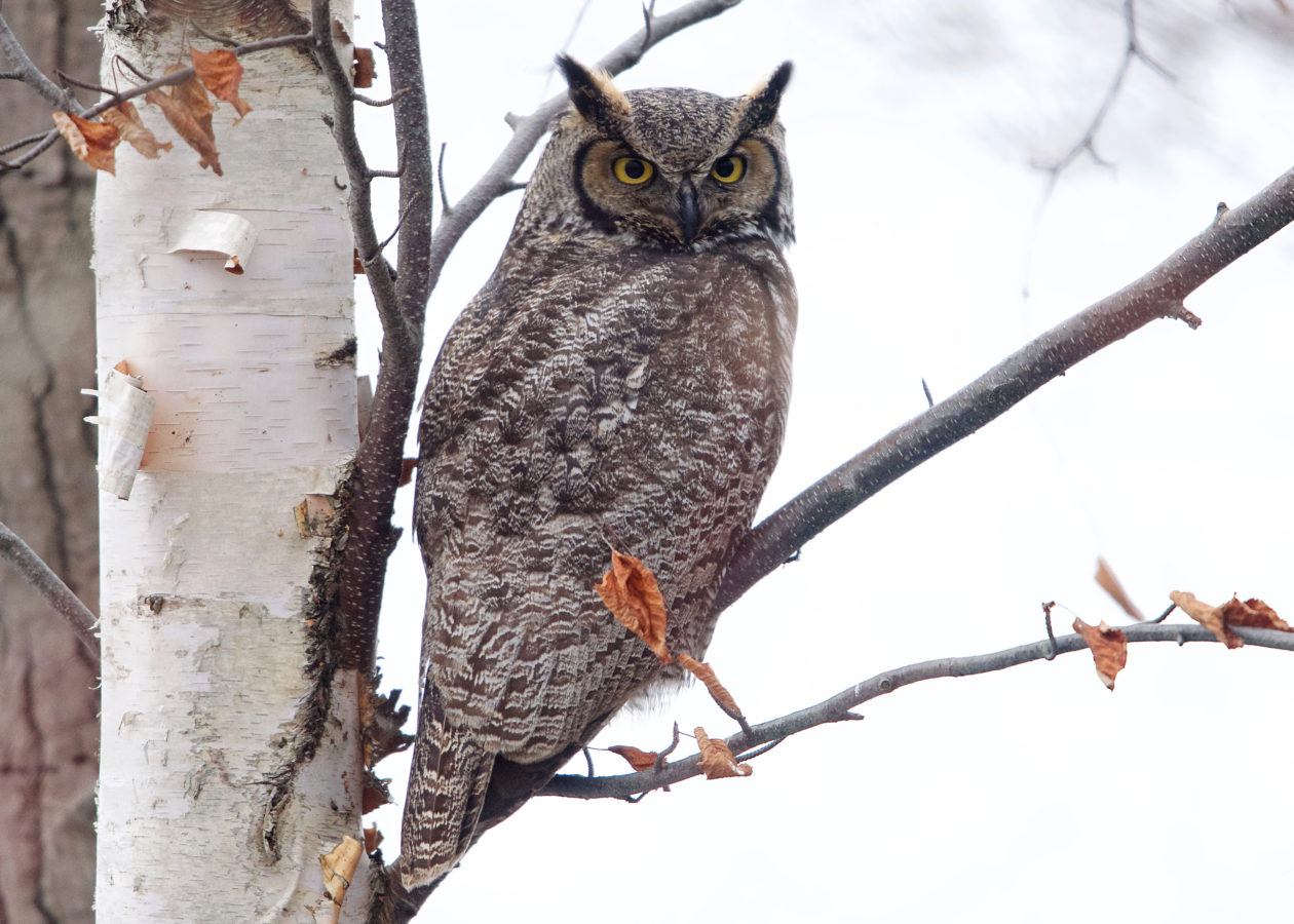 A mottled, grey-brown owl with horn like feather tufts perched in a tree.