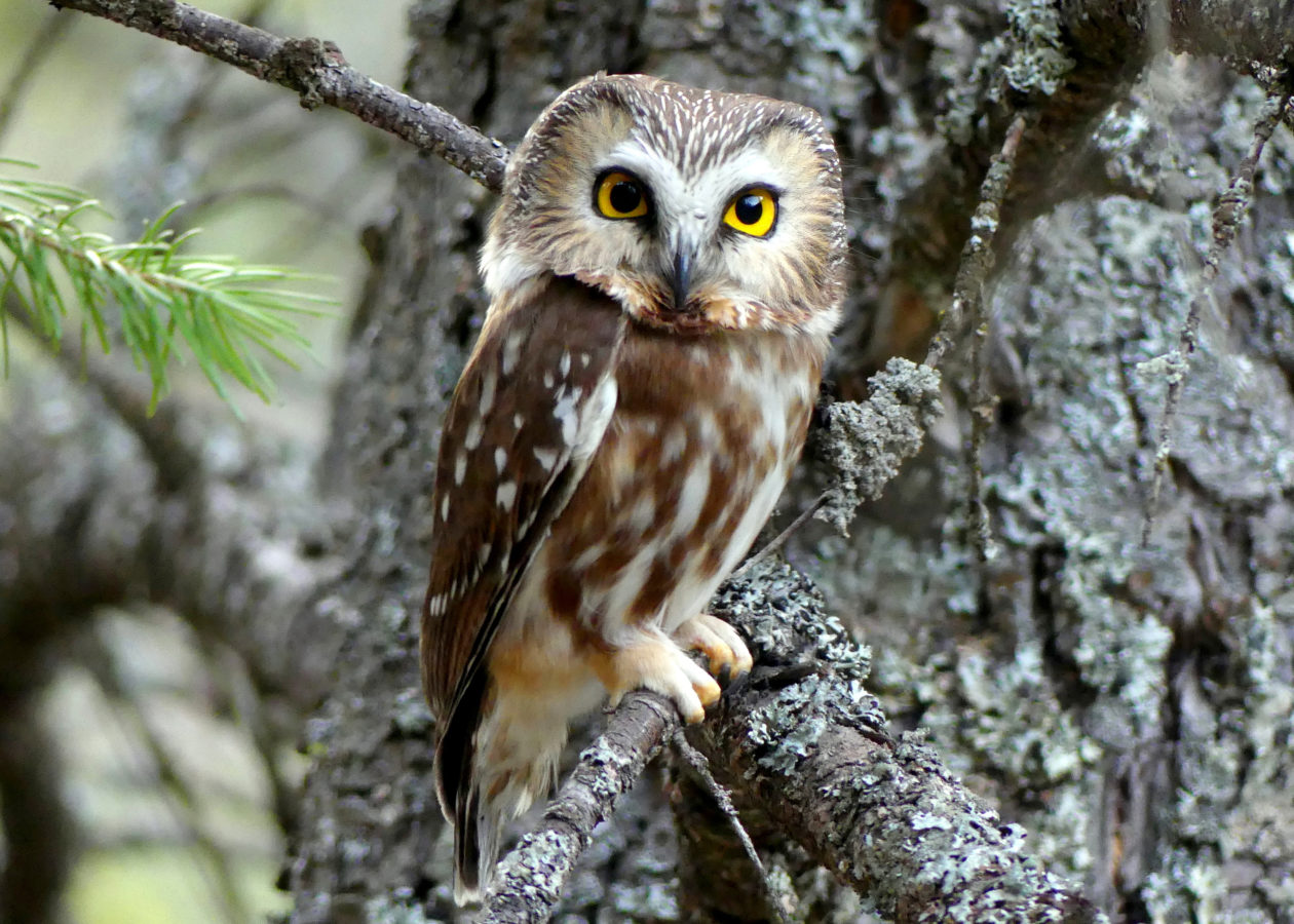 An owl with yellow eyes, very small brown and white streaked body, brown wings with white spots, and a head that looks square-shaped