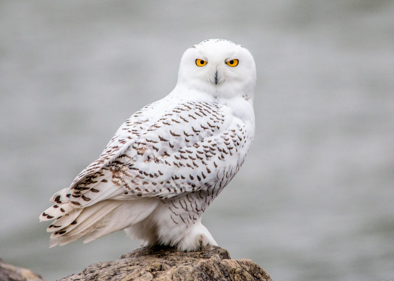 A nearly all-white owl with orange eyes and brown spots
