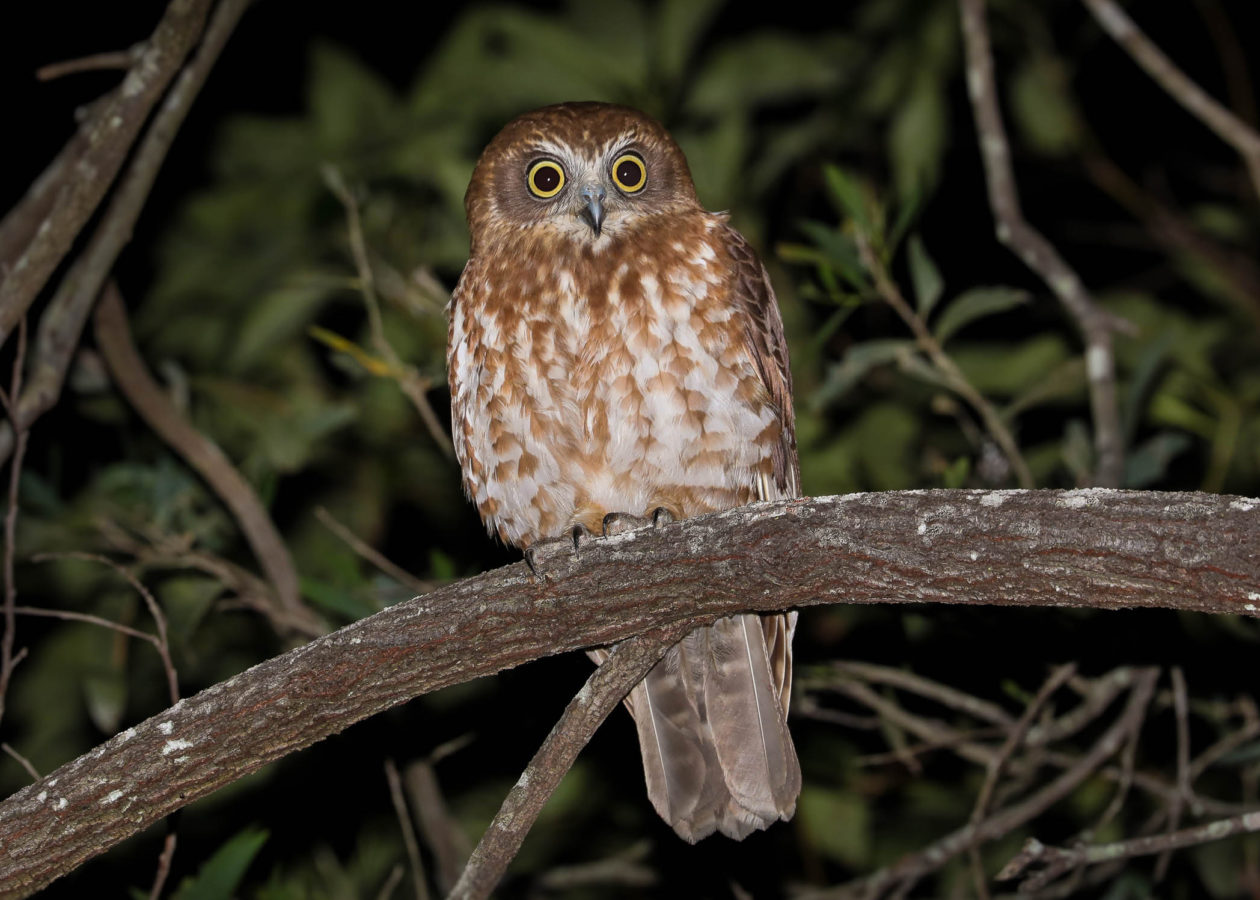 A wide-eyed owl with yellow irises, a round head, rufous feathers on the head and neck, and a rufous-streaked white belly