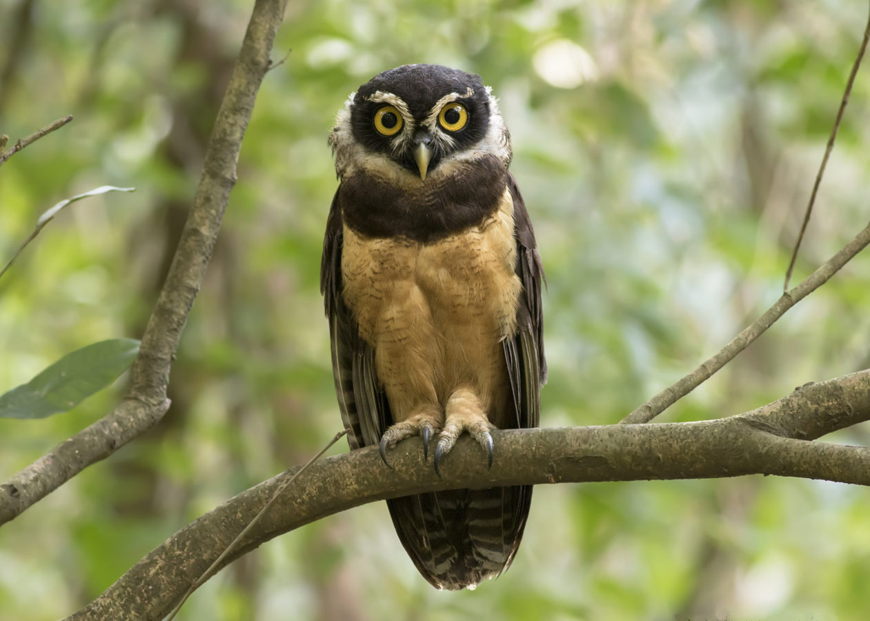 An oval-shaped owl with a buff belly, dark head and face, white ruff of neck feathers and brown wings and tail