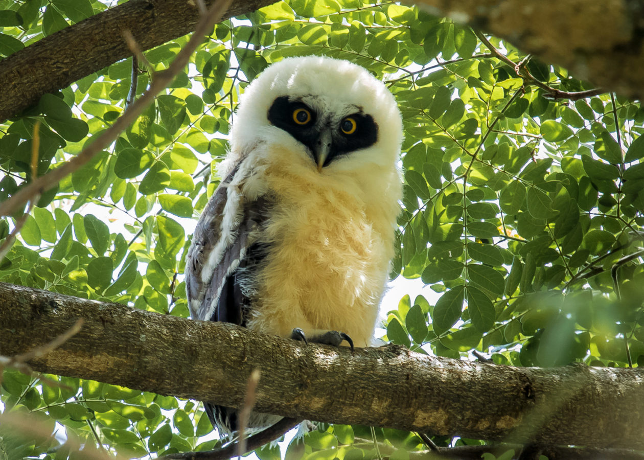 a juvenile owl with a dark mask, fluff white head, buff belly and brown-grey wings perched on a branch