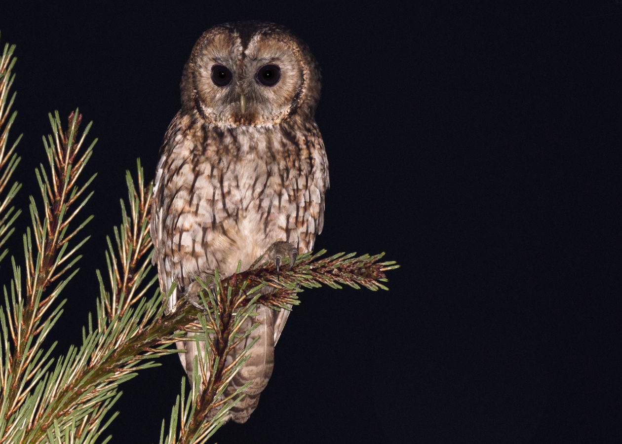 an owl with buffy, dark brown streaked feathers, a round head and dark eyes perched on an evergreen branch