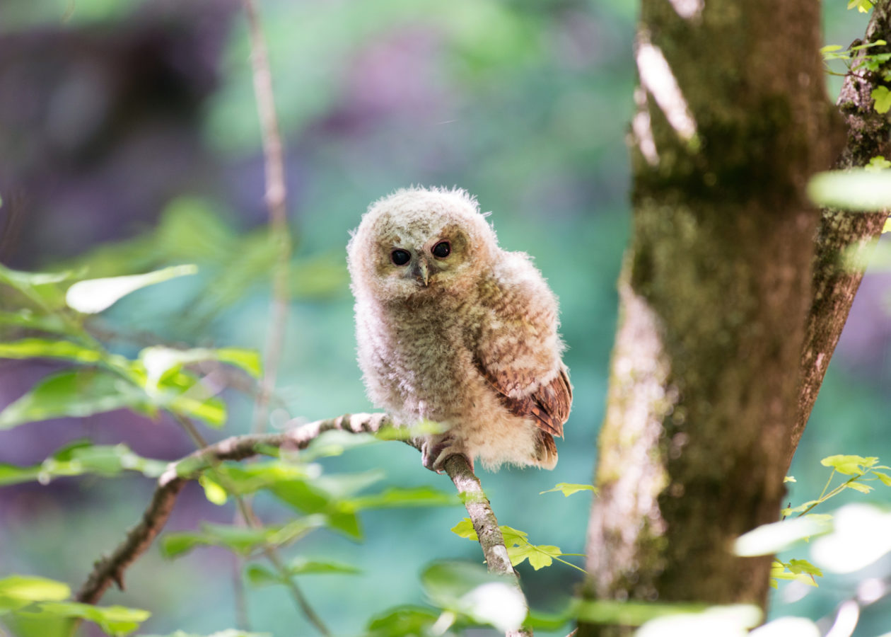 A small, very round, buffy owl chick.