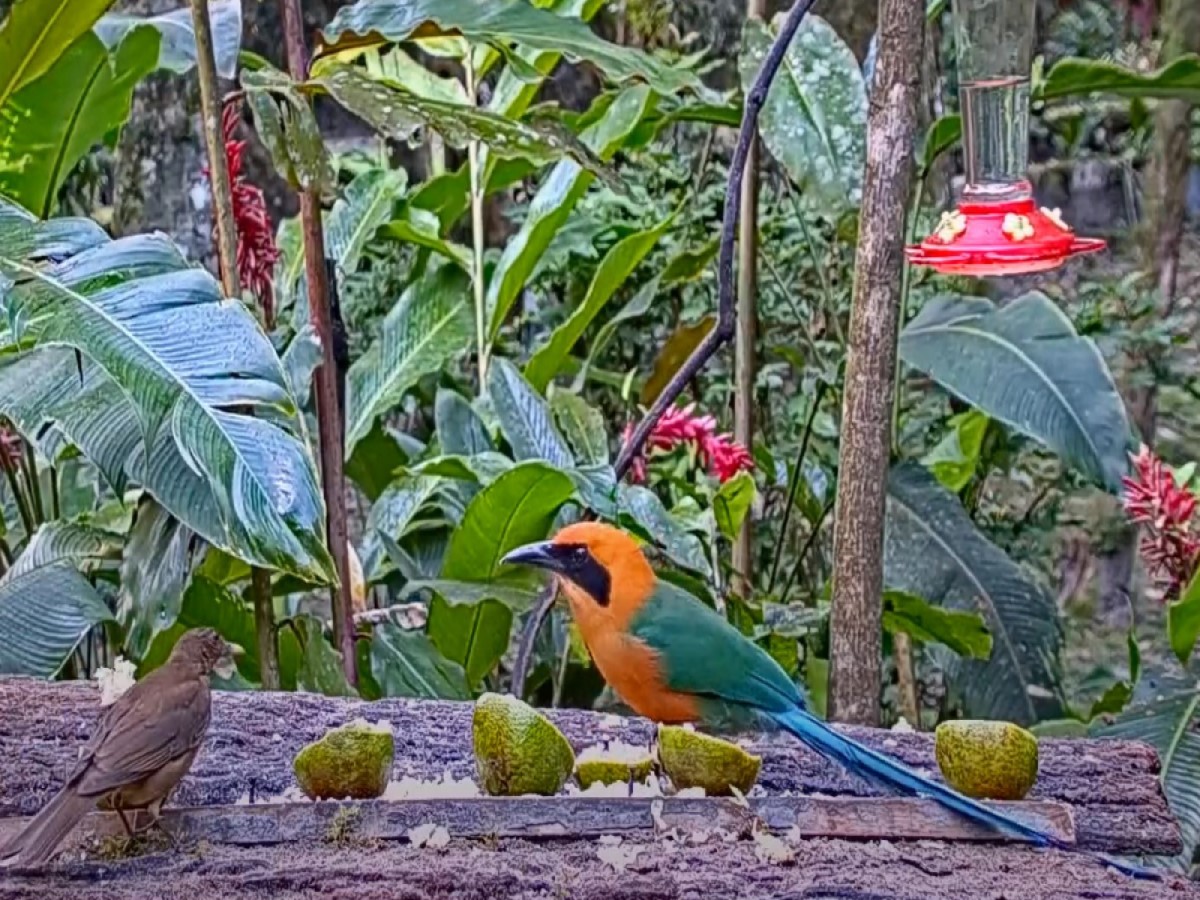Birds at a feeder