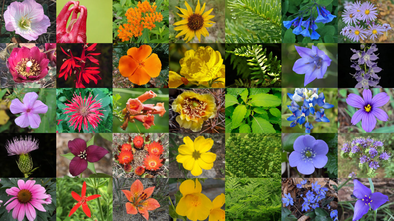 images of different flowers in a grid arranged in rainbow colors