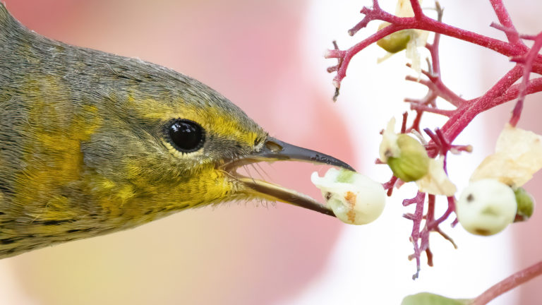yellowish bird taking berry in its beak