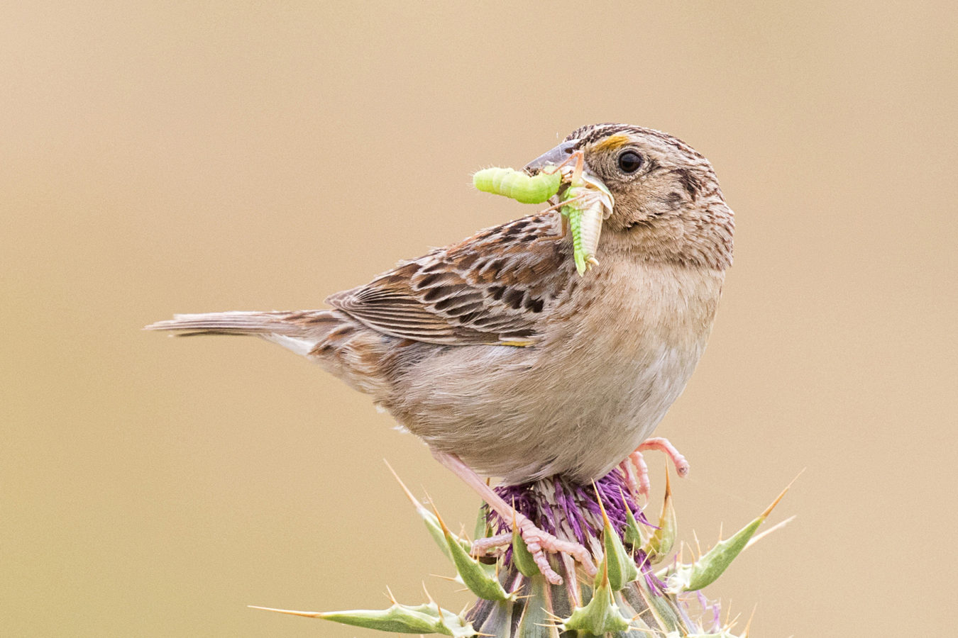 brown sparrow with green insects in beak and perched on dried thistle flower