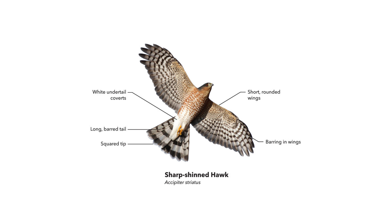A labeled diagram of a flying Sharp-shinned Hawk indicating short rounded wings, barring in wings, squared tip, long barred tail, white undertail coverts