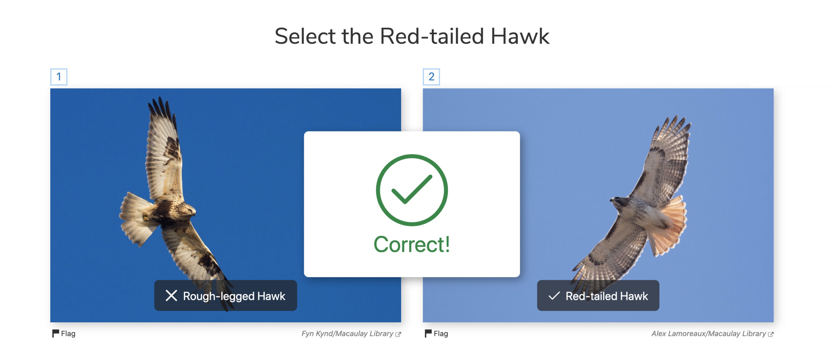 a two hawk photo quiz