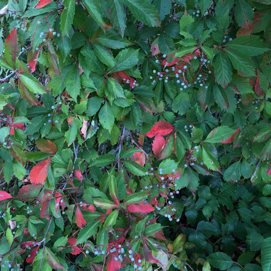 green and red leaves with blue berries