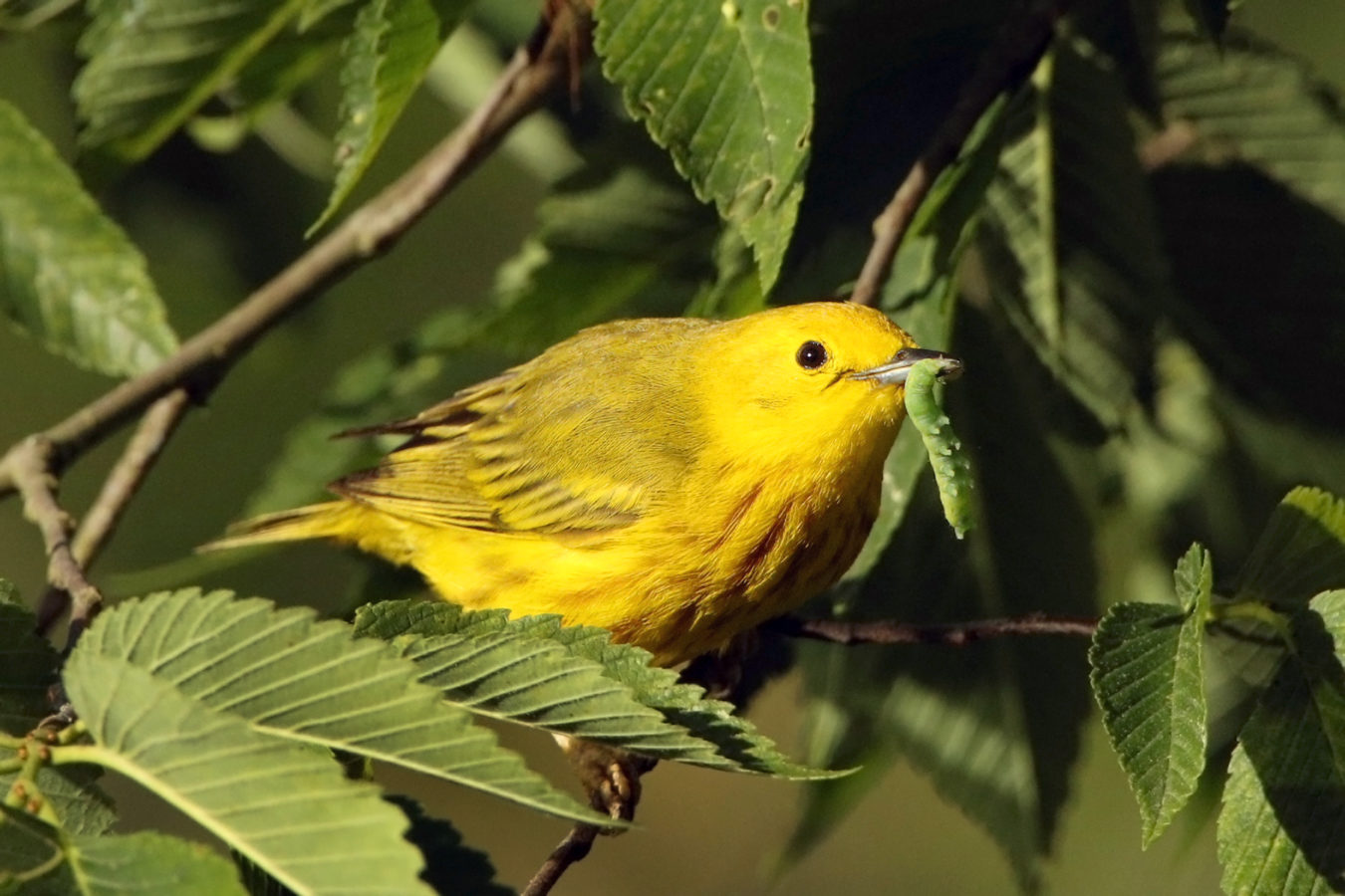 yellow bird with brown-streaked breast and green caterpillar in beak perched on leafy branch