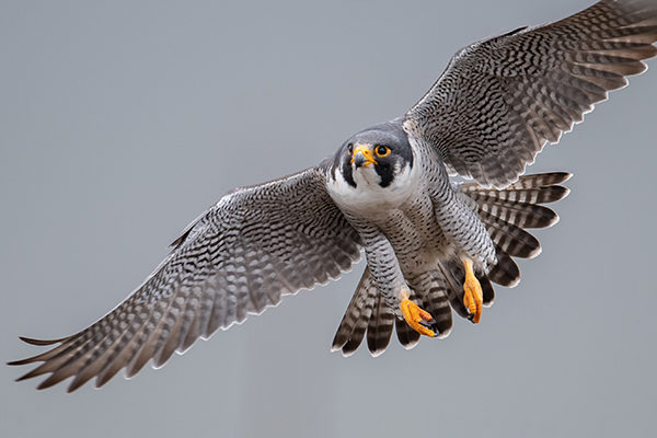 Peregrine Falcon