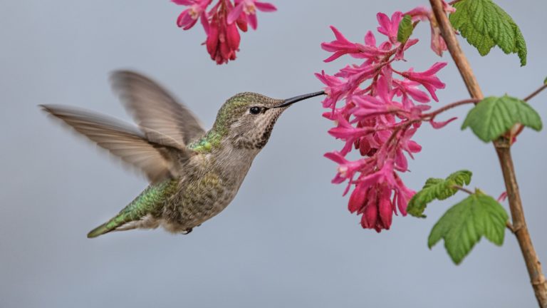 a hummingbird on the left drinking from a cluster of pink flowers on the right