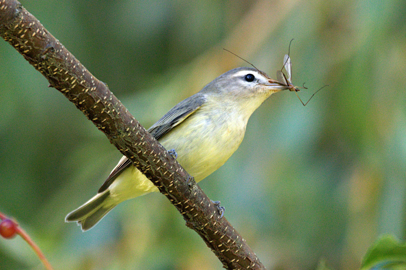 gray bird with yellow underside and insect in beak, perched on branch