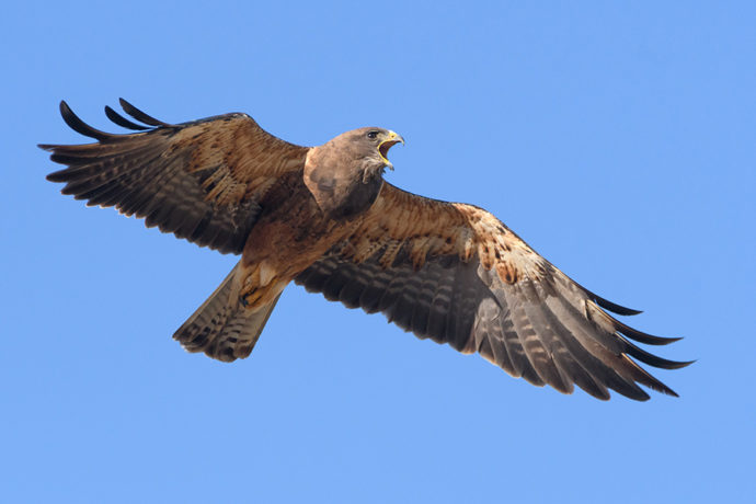 Swainson's Hawk flying with beak open calling