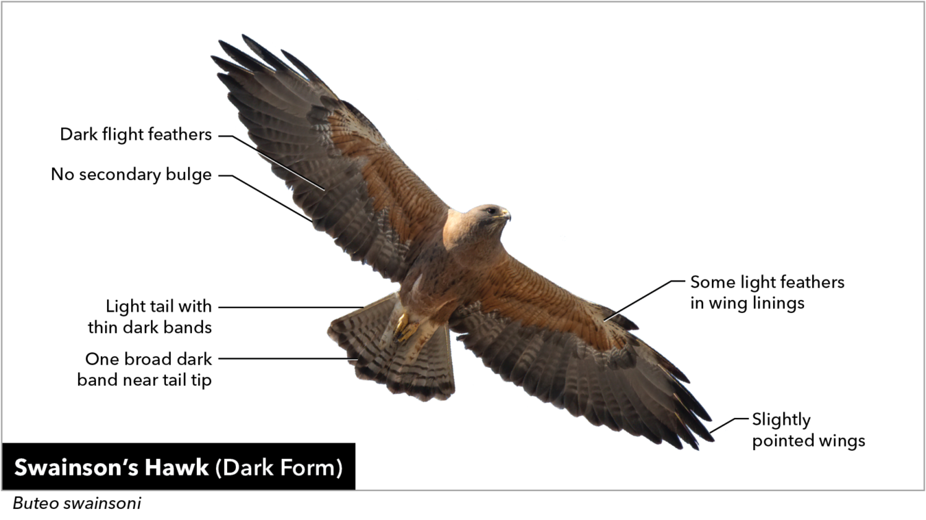 Soaring Swainson's Hark (dark form), pointing out dark flight feathers, no secondary bulge, light tail with thin dark bands, one broad dark band near tail tip, slightly pointed wings, some light feathers in wing linings