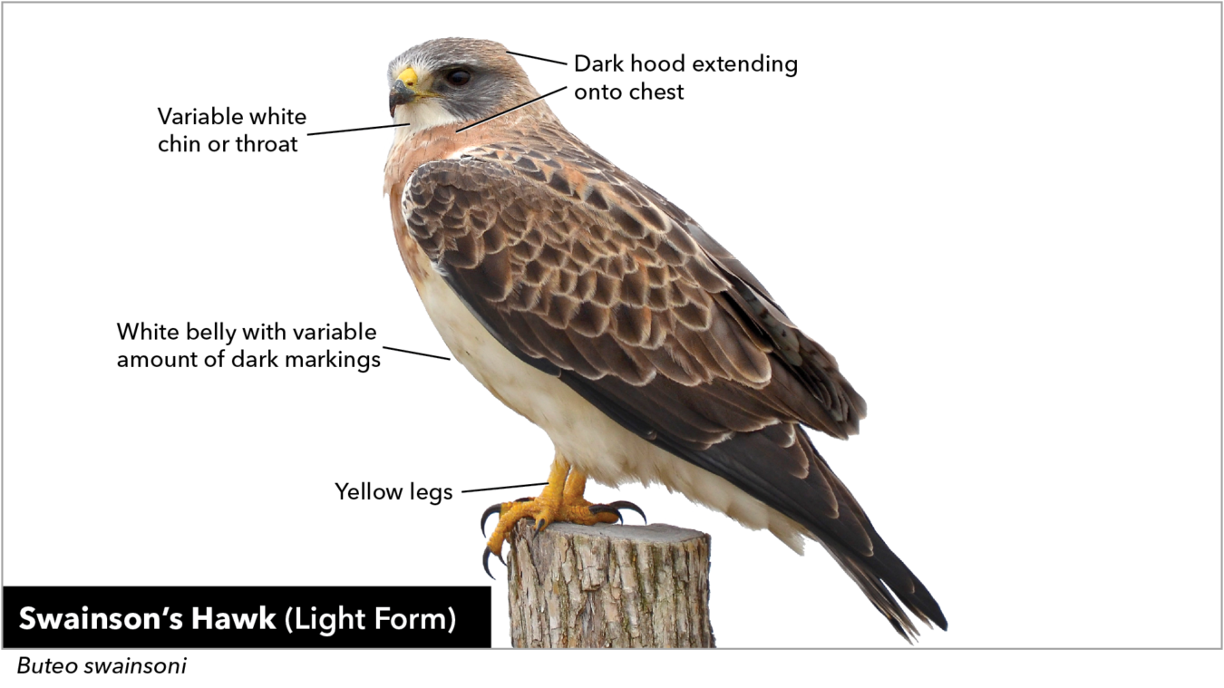 Perched Swainson's Hawk that points out the variable white chin or throat, dark hood extending onto chest, white belly with variable amount of dark markings, and yellow legs