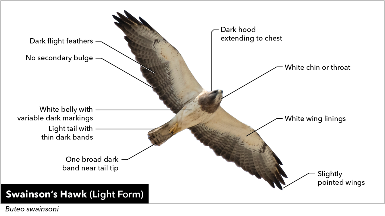 Soaring Swainson's Hawk (light form), pointing out the dark flight feathers, no secondary bulge, white belly with variable dark markings, light tail with thin dark bands, one broad dark band near tail tip, slightly pointed wings, white wing linings, white chin or throat, and dark hood extending to chest