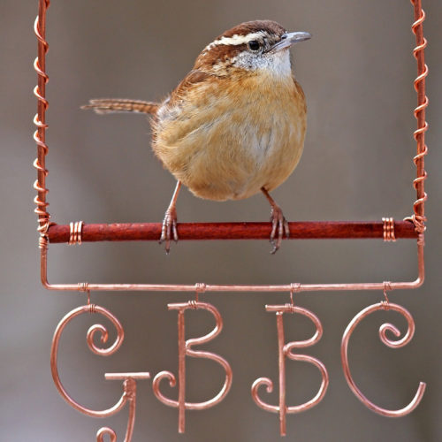 Carolina Wren perched on the letters GBBC