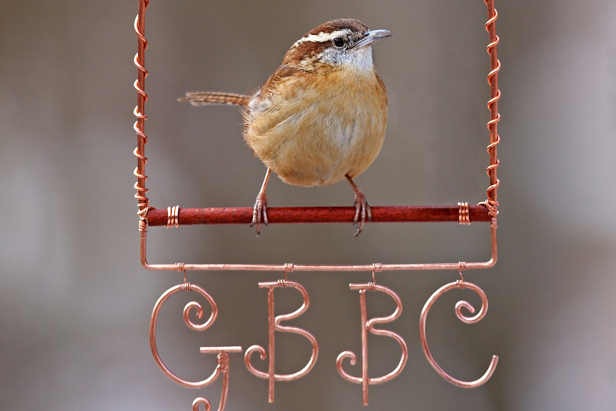 Carolina Wren perched on the letters GBBC