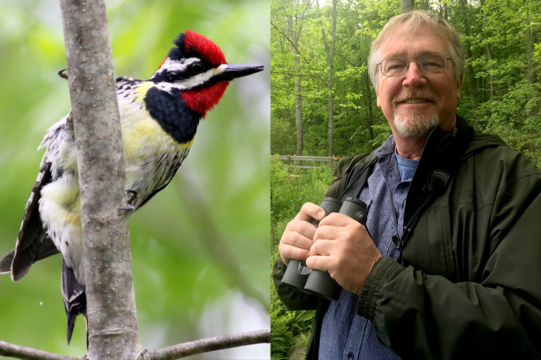 Yellow-bellied Sapsucker, Dr. McGowan with bincoluars