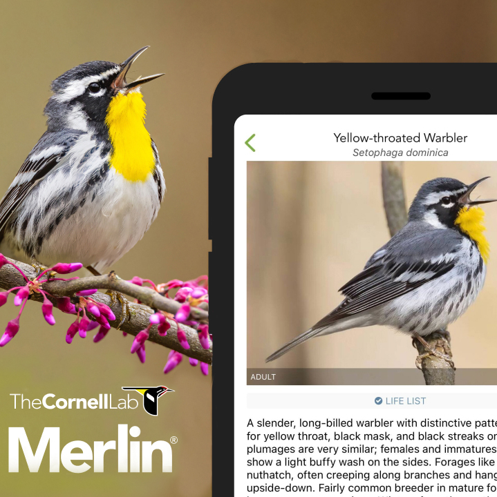 Yellow-throated Warbler singing with image of mobile app