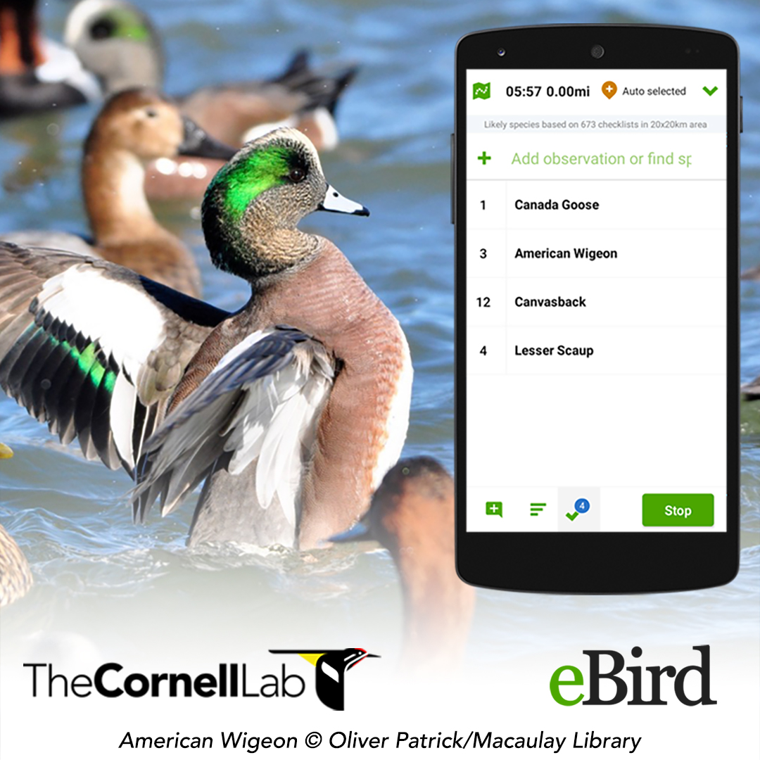 American Wigeon on water next to eBird mobile app