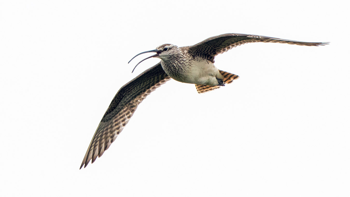a bird with a long open beak flying